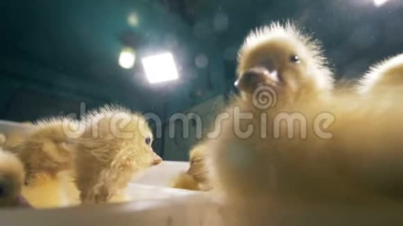 小鸭子吱吱叫着坐在一个盒子里闭上嘴家禽养殖场的概念4K视频的预览图