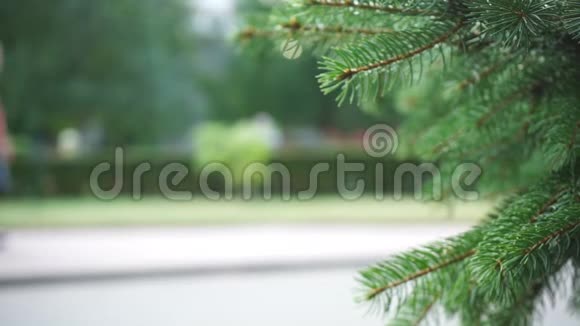 绿枝在行人模糊的背景上视频的预览图