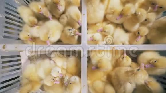 家养家禽是在一个特殊的农场坐在盒子里俯视在一个农场里孵化的小鸭子坐在白色的盒子里视频的预览图