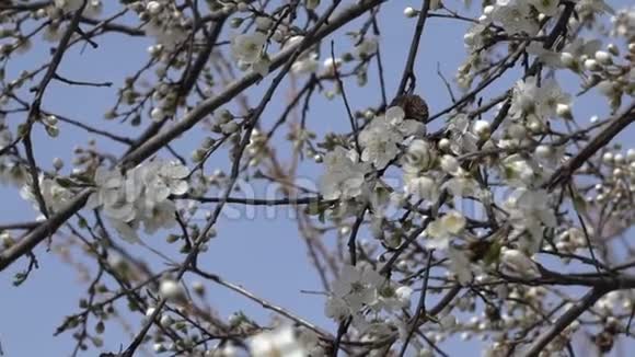 春天的背景一朵开着春花的树枝放大慢动作视频的预览图