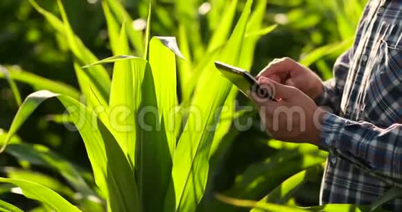 合上雄性手触摸一片叶子在玉米地里拿着笔记本电脑控制产量的高级农民视频的预览图