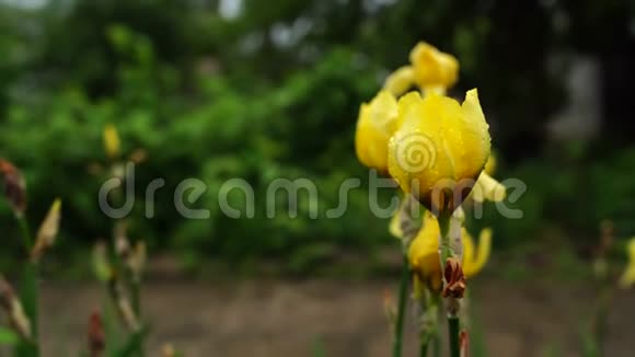 雨后草地上的黄色虹膜花春天花园里新鲜的虹膜视频的预览图