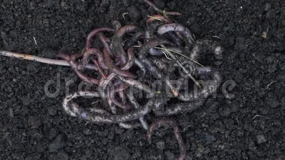 蚯蚓在土壤上移动施肥有利于农作物农业和渔业视频的预览图