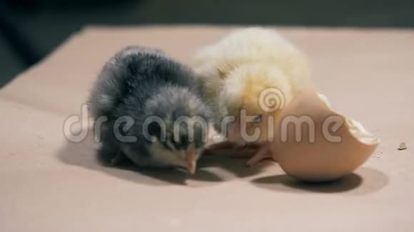 两个小妞坐在一起近距离农场鸡蛋孵出的鸡视频的预览图