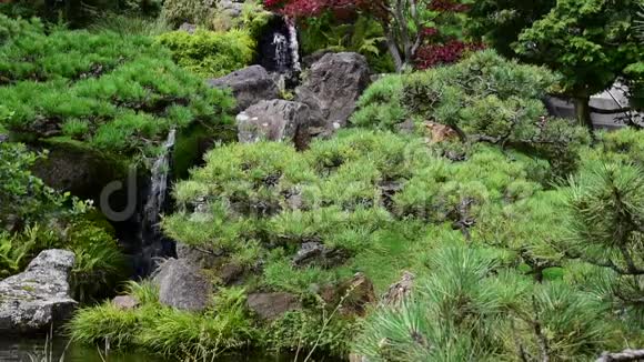 花园里的瀑布和绿树视频的预览图