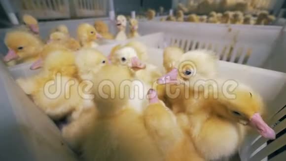 一个孵化场的新生小鸭子关门家禽养殖场的概念4K视频的预览图