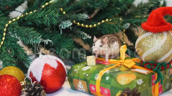 圣诞树附近可爱的老鼠视频的预览图