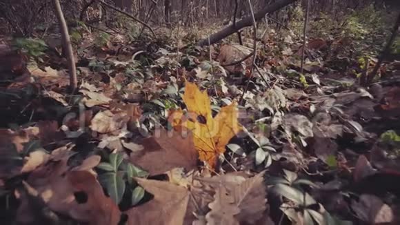 地面上的秋叶视频的预览图