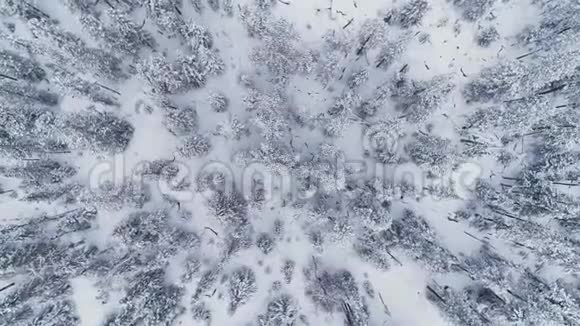 旋转覆盖雪的泰加的俯视图视频的预览图