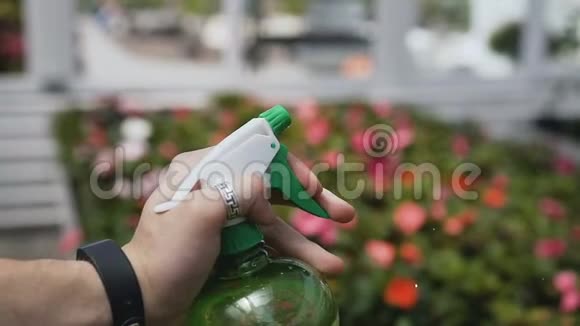用喷雾器在温室里浇水把年轻人关起来爱护植物健康生态漂亮的手视频的预览图