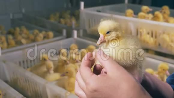 农夫抱着一只鸟关门家禽养殖家禽产业家禽生产视频的预览图