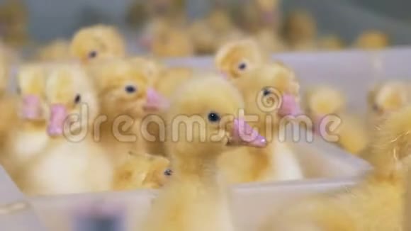 小鸭子在一只家禽的白色盒子里关门家禽养殖家禽产业家禽生产视频的预览图