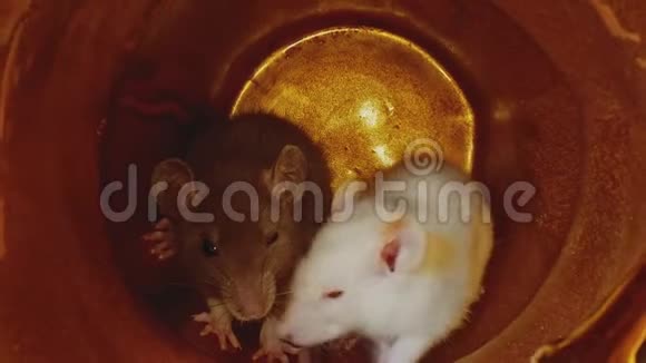 从宏观上看白色和灰色皮毛的小老鼠坐在金色的圣诞锅里视频的预览图