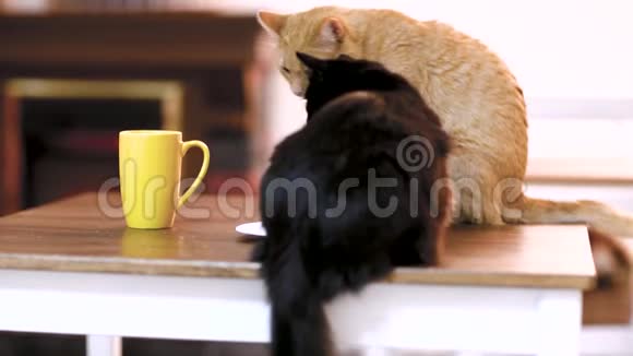 一个木制工作台上的空白平板设备桌上有一杯茶和一只猫猫咖啡馆视频的预览图