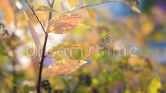 秋天的背景有黄叶和花的全景全景背景视频的预览图