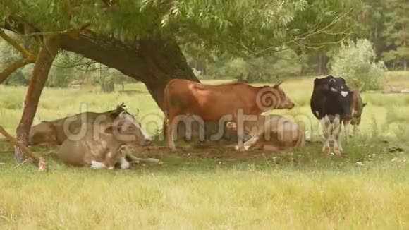 奶牛在树下的草地上觅食躺在那里休息视频的预览图