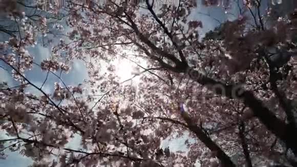 特写樱花或樱花日本春花樱粉樱花视频的预览图