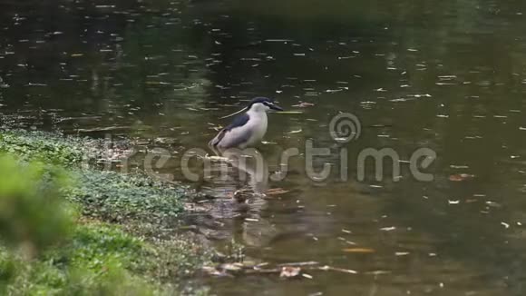 一只鸟夜鹭黑冠在水中休息视频的预览图