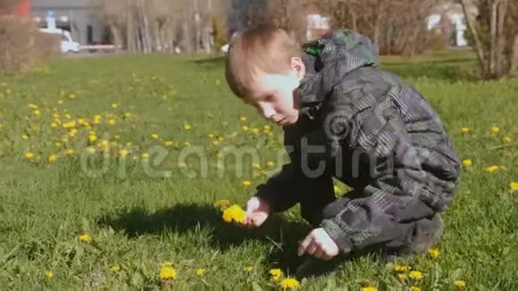 男孩在春城公园的草坪上收集蒲公英视频的预览图