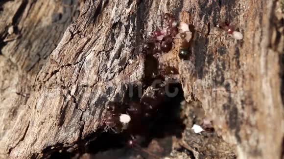蚂蚁得到它们的食物幼虫视频的预览图