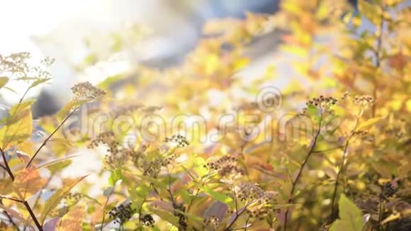 秋天的背景有黄叶和花阳光明媚后退旋转视频的预览图