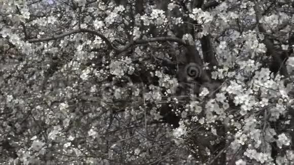 快盘树枝伴春樱花录像片段慢动作视频的预览图
