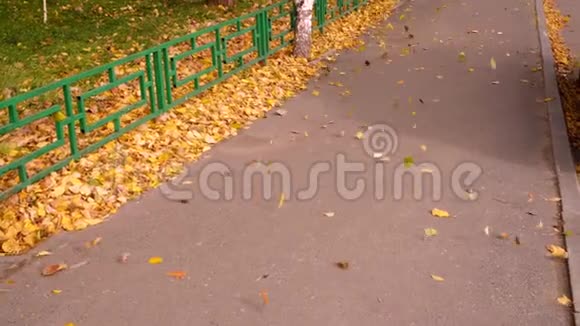 秋天城市小径上的落叶被风吹落树叶下落缓慢视频的预览图