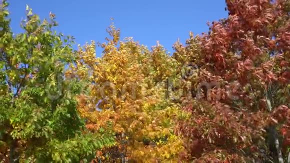 森林中各种颜色的秋叶视频的预览图