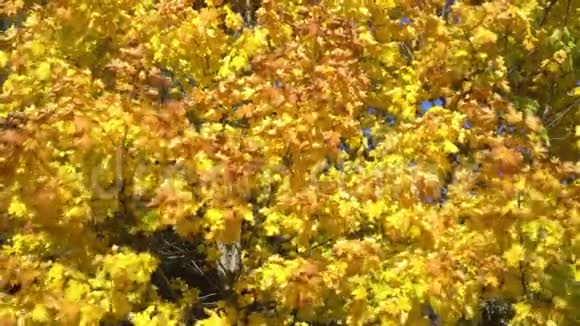 金色的秋天在阳光明媚的公园里有黄叶的枫树视频的预览图