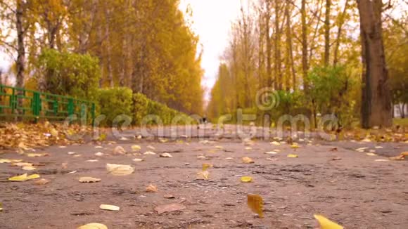 秋天的城市公园和落叶在小径上吹翼季节性落叶视频的预览图