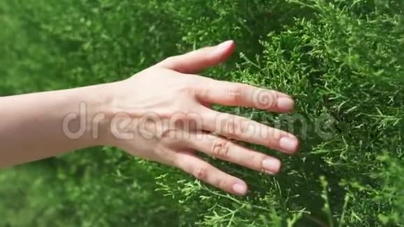 女人的手在嫩绿的叶子上缓慢地滑动女性手触摸灌木丛表面视频的预览图