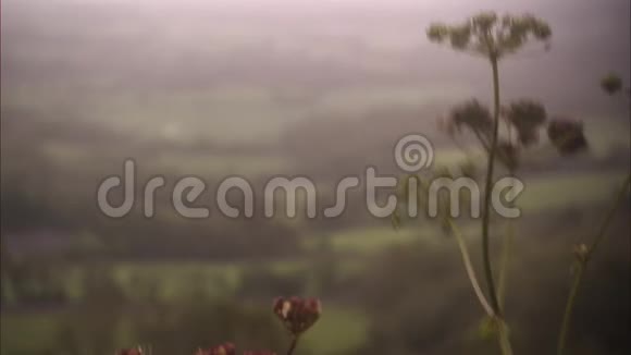 被风吹过的紫色花朵视频的预览图