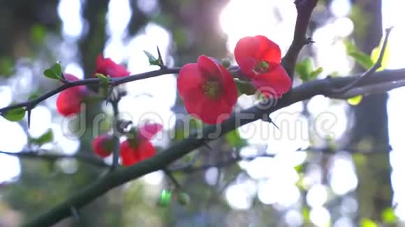 日本花特写太阳眩光4k慢动作视频的预览图