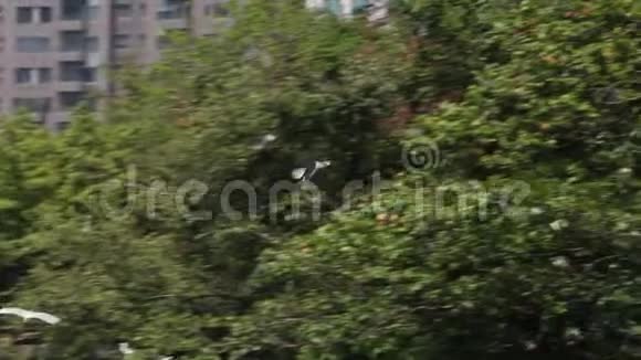 一群鸟在树上长着黑冠夜鹭视频的预览图