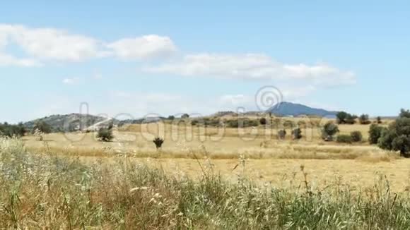 塞浦路斯拉纳卡蓝天下的春田晴天的草地和树木的乡村景观视频的预览图