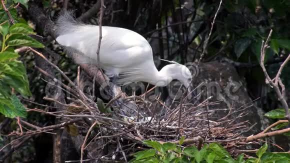 慢动作小白鹭在台北湖树上用蓝蛋筑巢视频的预览图