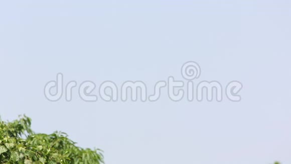 一只鸟夜鹭黑冠在树上歌唱视频的预览图