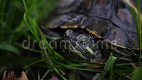 叶子里的绿海龟绿色植物和条纹乌龟在模糊的自然背景上看相机视频的预览图