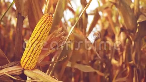 成熟玉米耳在农业耕地收获季节准备采摘稳定全高清1920x1080镜头视频的预览图