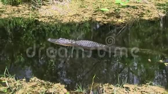 在佛罗里达的大沼泽地里鳄鱼在沼泽中游泳视频的预览图