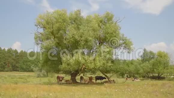 奶牛在树下的草地上觅食躺在那里休息视频的预览图