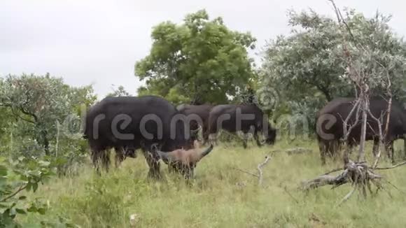 雄伟的水牛群在野外放牧和行走视频的预览图