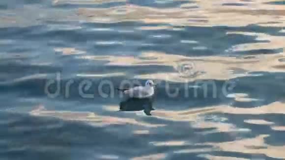 孤独的海鸥在海里游泳视频的预览图