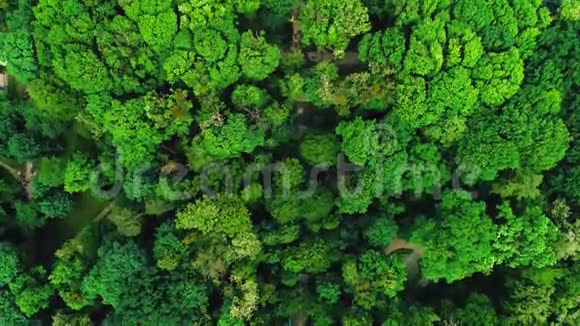 无人机在美丽的绿色森林上空向前飞行空中4K天桥顶景拍摄视频的预览图