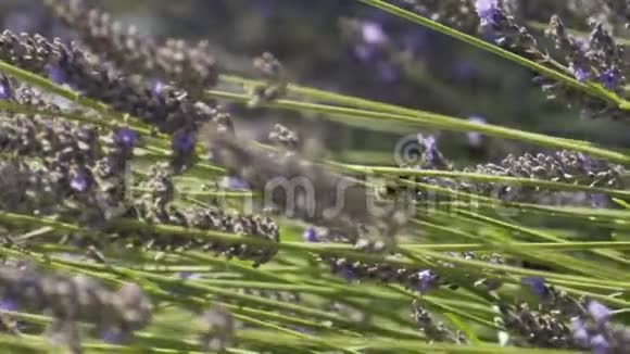 在温暖的夏日里薰衣草和大黄蜂在草地上授粉行动美丽美丽视频的预览图