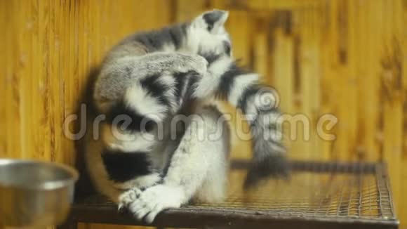 猫狐猴坐在笼子里视频的预览图