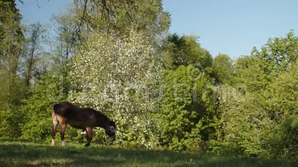 在苹果园盛开的背景下马在绿色的田野上放牧视频的预览图