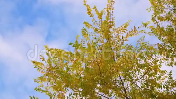 在蓝天背景上随风飘动的黄叶树枝视频的预览图