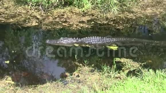 在沼泽地深绿色的水中游泳的鳄鱼视频的预览图