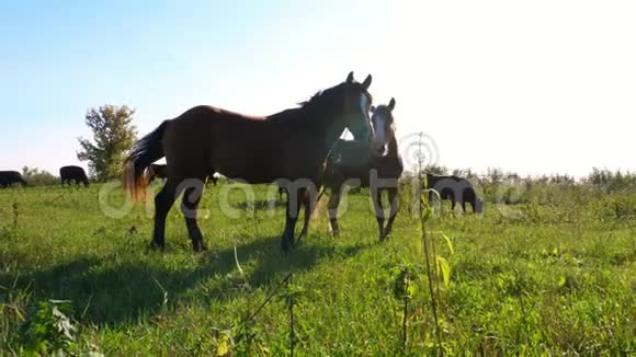 在草地上在农场上棕马在放牧在阳光下夏天视频的预览图